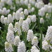 Modřenec 'White Magic' - Muscari aucheri 'White Magic'