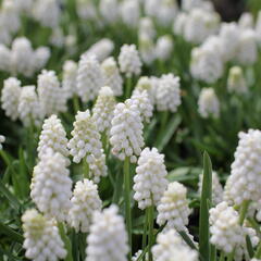 Modřenec 'White Magic' - Muscari aucheri 'White Magic'