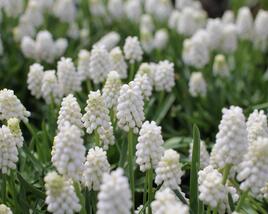 Modřenec 'White Magic'