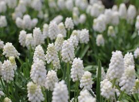 Modřenec 'White Magic' - Muscari aucheri 'White Magic'
