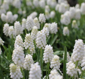 Modřenec 'White Magic' - Muscari aucheri 'White Magic'