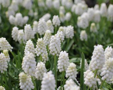 Modřenec 'White Magic'