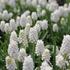 Muscari aucheri 'White Magic'_01.JPG