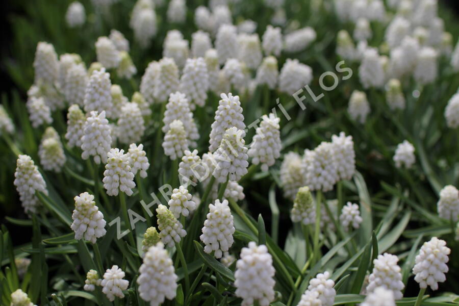 Modřenec 'White Magic' - Muscari aucheri 'White Magic'