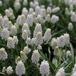 Modřenec 'White Magic' - Muscari aucheri 'White Magic'