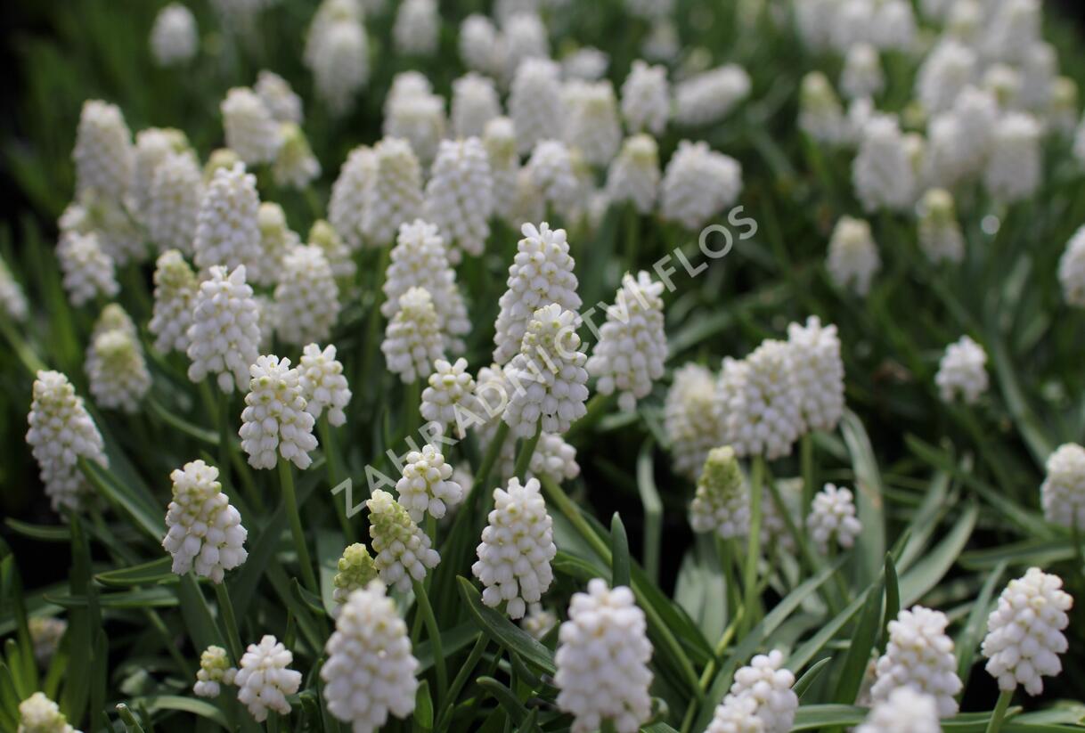 Modřenec 'White Magic' - Muscari aucheri 'White Magic'