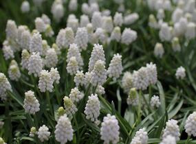Modřenec 'White Magic' - Muscari aucheri 'White Magic'