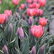 Tulipán Triumph 'Pretty Princess' - Tulipa Triumph 'Pretty Princess'