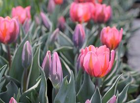 Tulipán Triumph 'Pretty Princess' - Tulipa Triumph 'Pretty Princess'