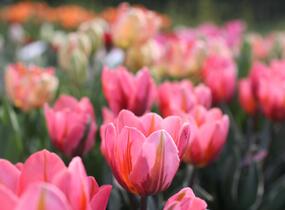Tulipán Triumph 'Pretty Princess' - Tulipa Triumph 'Pretty Princess'