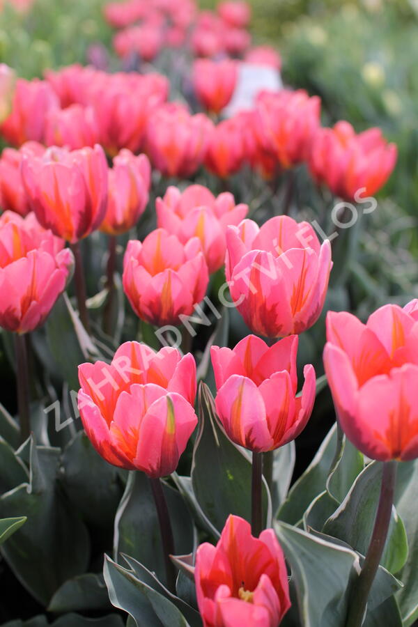 Tulipán Triumph 'Pretty Princess' - Tulipa Triumph 'Pretty Princess'