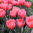 Tulipán Triumph 'Pretty Princess' - Tulipa Triumph 'Pretty Princess'