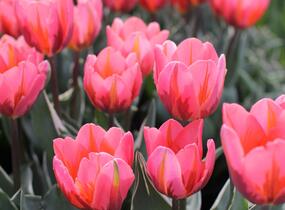 Tulipán Triumph 'Pretty Princess' - Tulipa Triumph 'Pretty Princess'