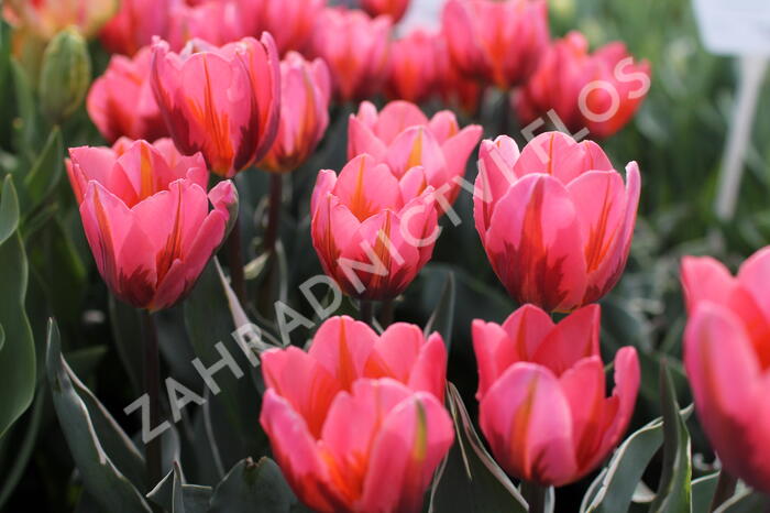 Tulipán Triumph 'Pretty Princess' - Tulipa Triumph 'Pretty Princess'