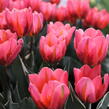 Tulipán Triumph 'Pretty Princess' - Tulipa Triumph 'Pretty Princess'
