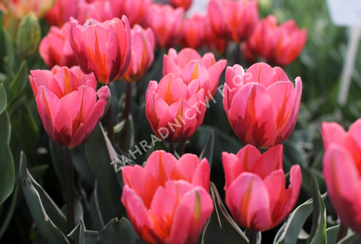 Tulipán Triumph 'Pretty Princess' - Tulipa Triumph 'Pretty Princess'