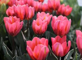 Tulipán Triumph 'Pretty Princess' - Tulipa Triumph 'Pretty Princess'