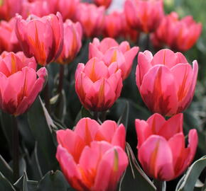 Tulipán Triumph 'Pretty Princess' - Tulipa Triumph 'Pretty Princess'