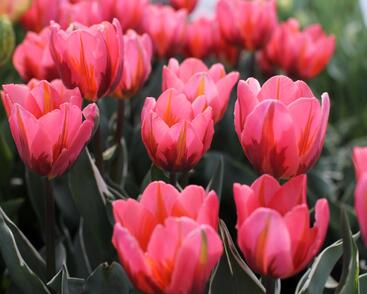 Tulipán Triumph 'Pretty Princess'