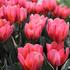 Tulipa Triumph 'Pretty Princess'.JPG