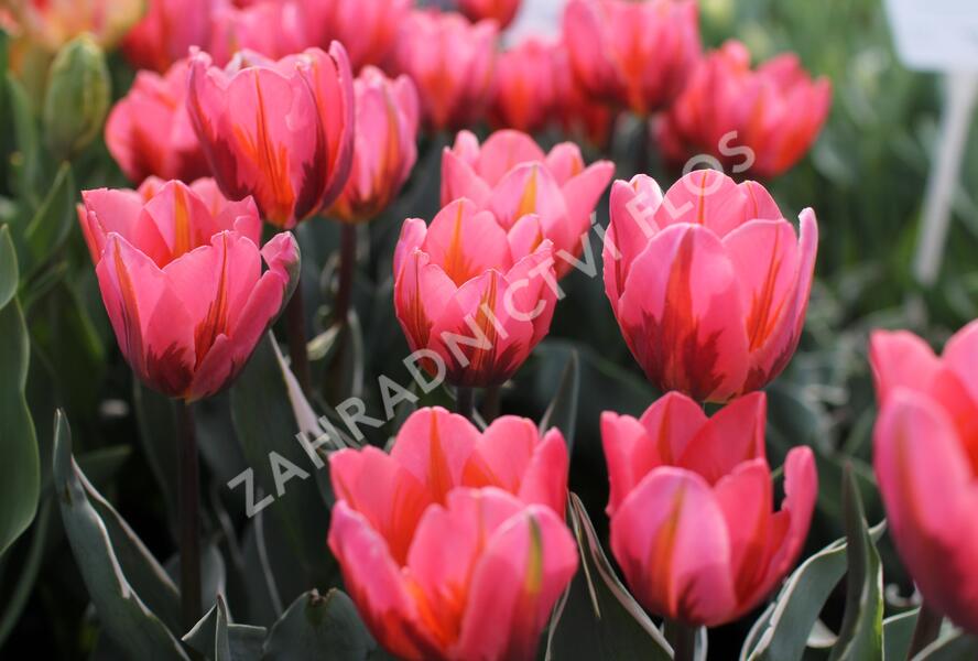 Tulipán Triumph 'Pretty Princess' - Tulipa Triumph 'Pretty Princess'