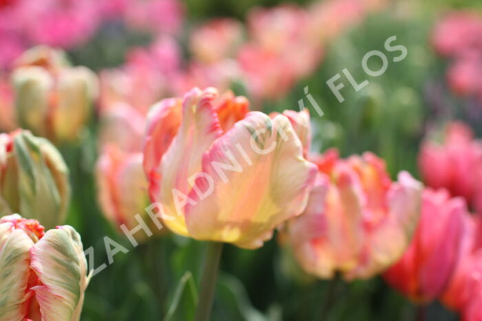 Tulipán papouškovitý 'Apricot Parrot' - Tulipa Parrot 'Apricot Parrot'