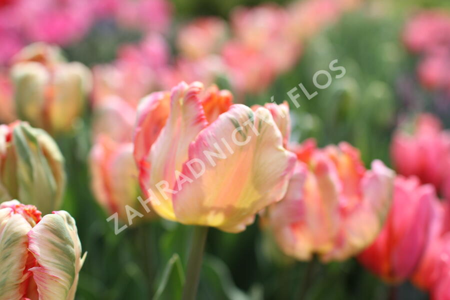 Tulipán papouškovitý 'Apricot Parrot' - Tulipa Parrot 'Apricot Parrot'