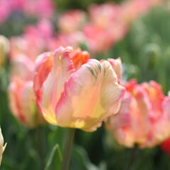 Tulipán papouškovitý 'Apricot Parrot' - Tulipa Parrot 'Apricot Parrot'