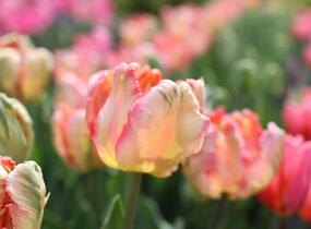 Tulipán papouškovitý 'Apricot Parrot' - Tulipa Parrot 'Apricot Parrot'