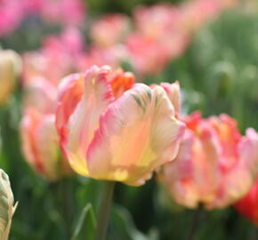 Tulipán papouškovitý 'Apricot Parrot' - Tulipa Parrot 'Apricot Parrot'