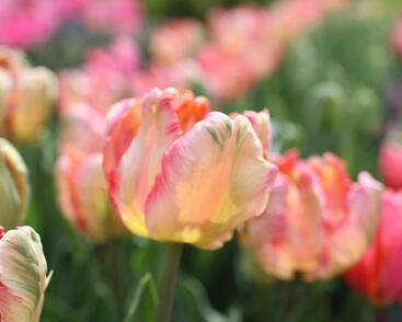 Tulipán papouškovitý 'Apricot Parrot'