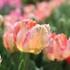 Tulipa Parrot 'Apricot Parrot'_01.JPG