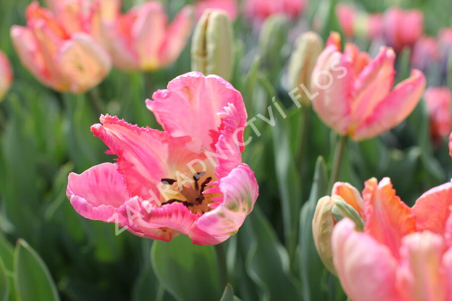 Tulipán papouškovitý 'Apricot Parrot' - Tulipa Parrot 'Apricot Parrot'