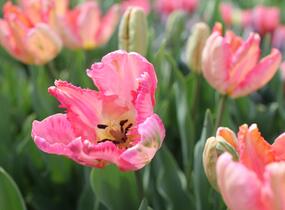 Tulipán papouškovitý 'Apricot Parrot' - Tulipa Parrot 'Apricot Parrot'