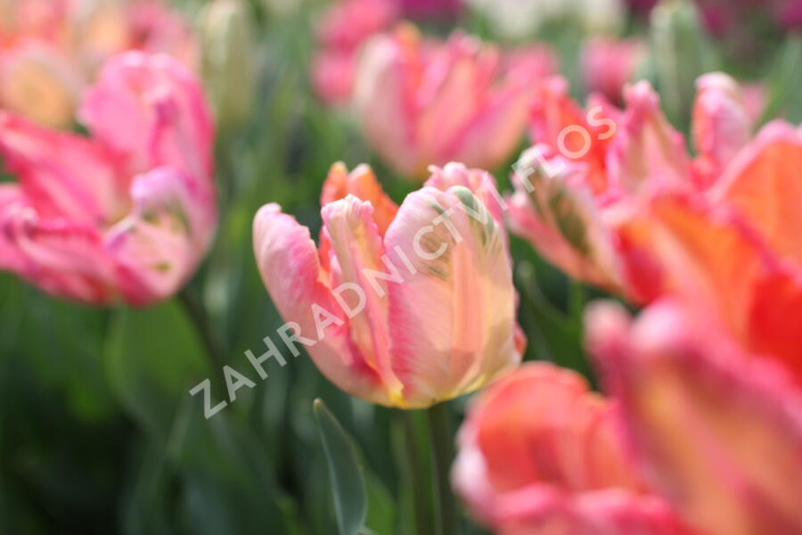 Tulipán papouškovitý 'Apricot Parrot' - Tulipa Parrot 'Apricot Parrot'