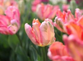 Tulipán papouškovitý 'Apricot Parrot' - Tulipa Parrot 'Apricot Parrot'