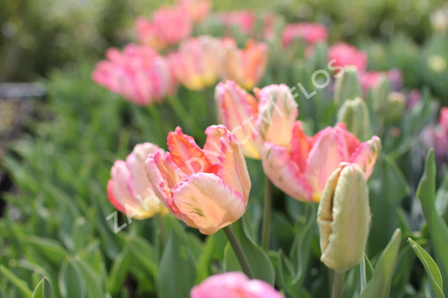 Tulipán papouškovitý 'Apricot Parrot' - Tulipa Parrot 'Apricot Parrot'