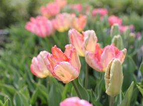 Tulipán papouškovitý 'Apricot Parrot' - Tulipa Parrot 'Apricot Parrot'