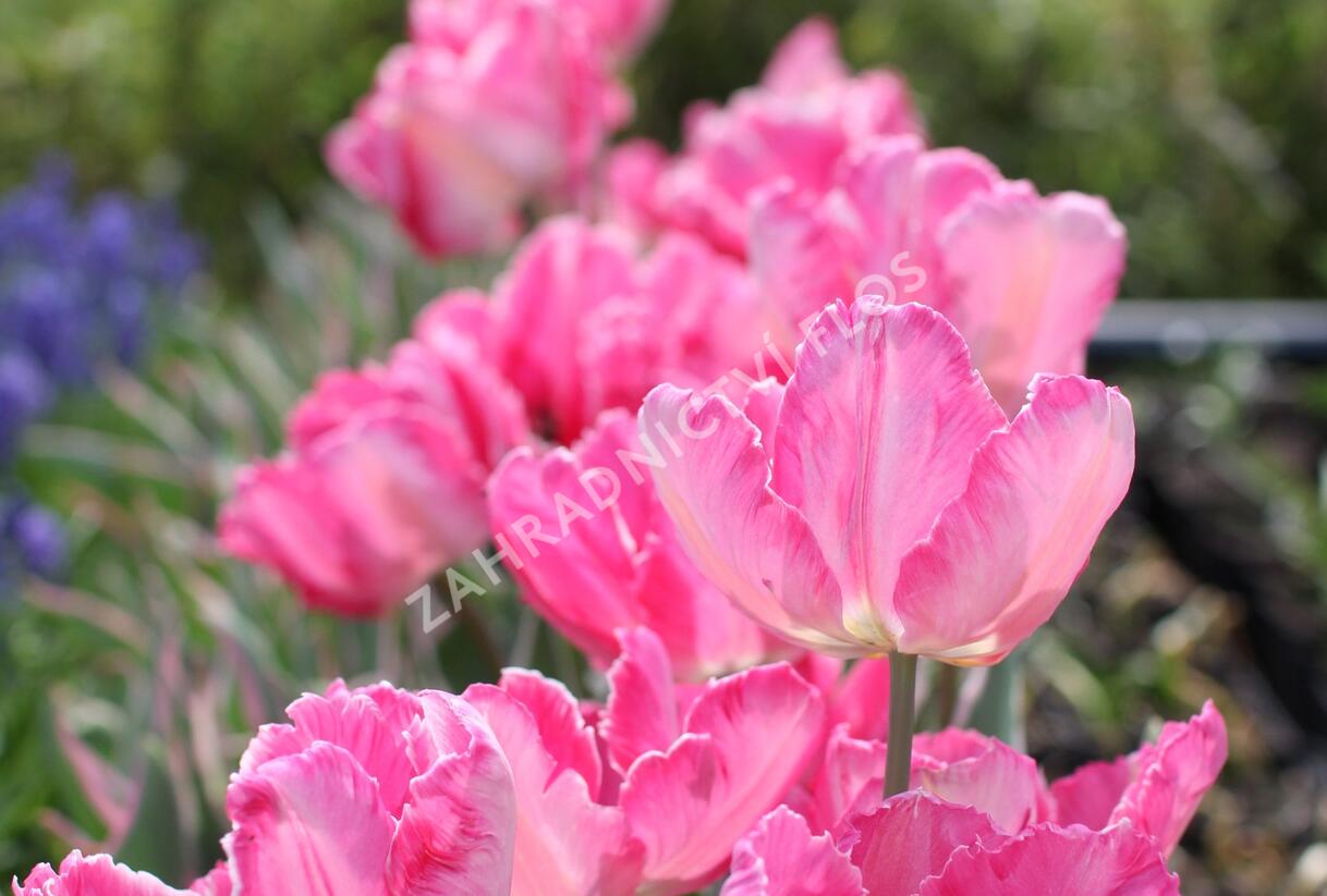 Tulipán papouškovitý 'Elsenburg' - Tulipa Parrot 'Elsenburg'
