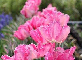 Tulipán papouškovitý 'Elsenburg' - Tulipa Parrot 'Elsenburg'