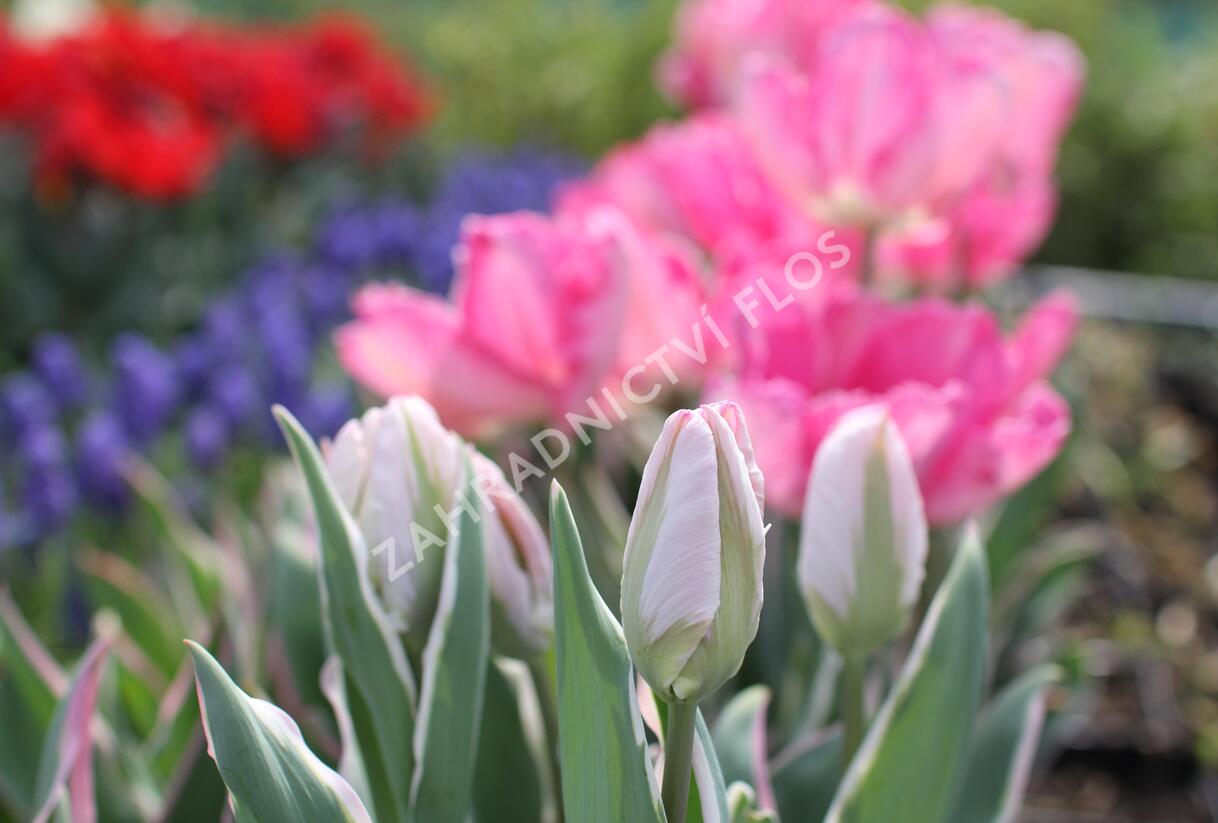 Tulipán papouškovitý 'Elsenburg' - Tulipa Parrot 'Elsenburg'