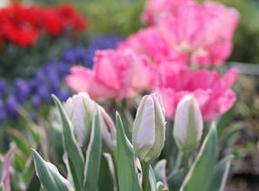 Tulipán papouškovitý 'Elsenburg' - Tulipa Parrot 'Elsenburg'