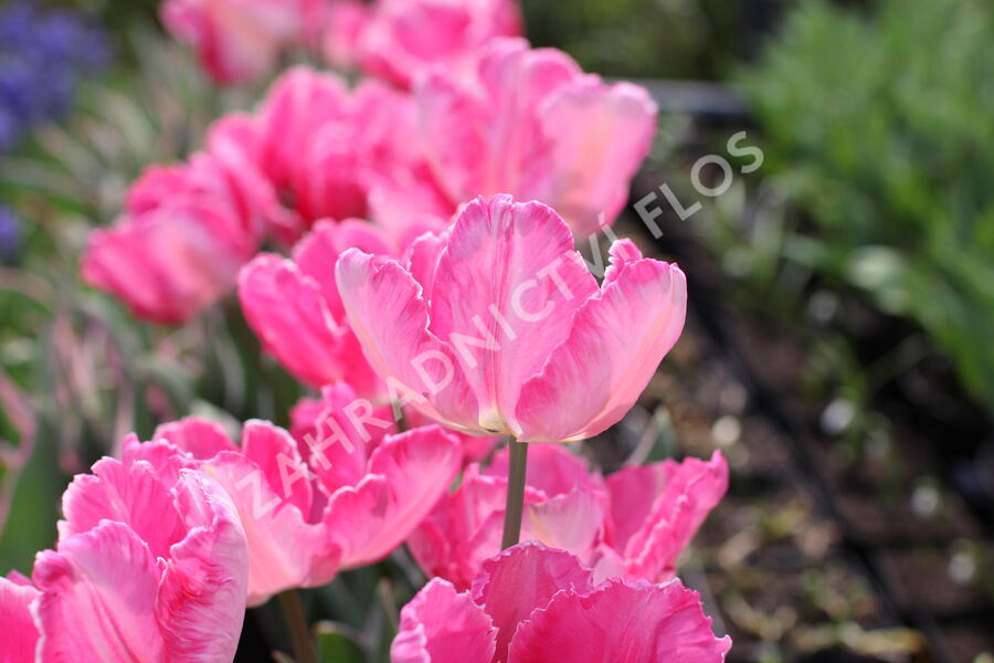 Tulipán papouškovitý 'Elsenburg' - Tulipa Parrot 'Elsenburg'