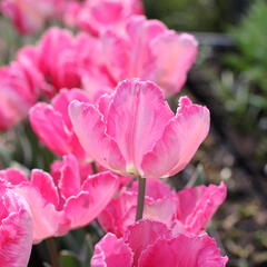 Tulipán papouškovitý 'Elsenburg' - Tulipa Parrot 'Elsenburg'
