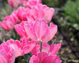Tulipán papouškovitý 'Elsenburg'
