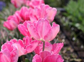 Tulipán papouškovitý 'Elsenburg' - Tulipa Parrot 'Elsenburg'