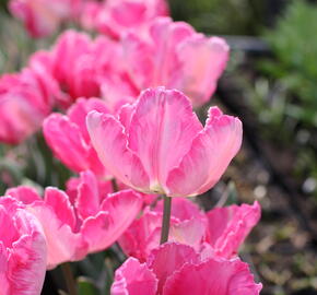 Tulipán papouškovitý 'Elsenburg' - Tulipa Parrot 'Elsenburg'