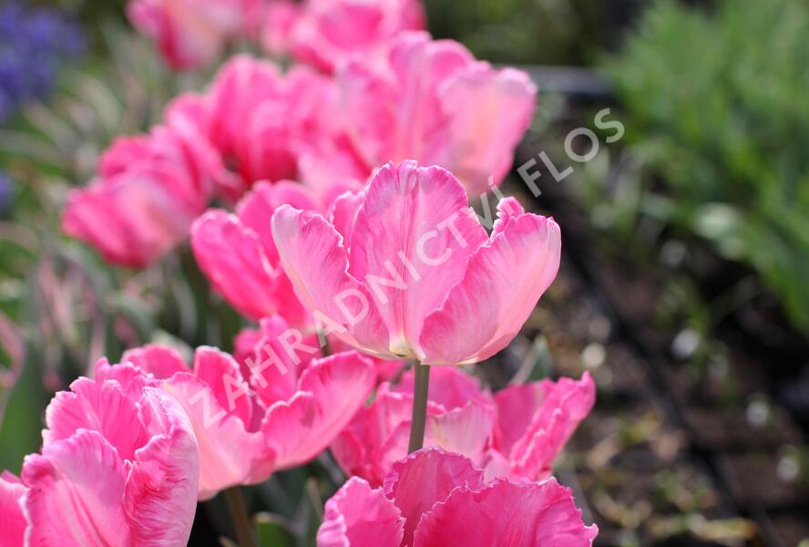 Tulipán papouškovitý 'Elsenburg' - Tulipa Parrot 'Elsenburg'