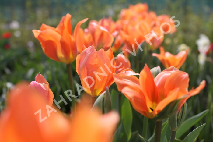 Tulipán Fosterův 'Orange Emperor' - Tulipa Fosteriana 'Orange Emperor'