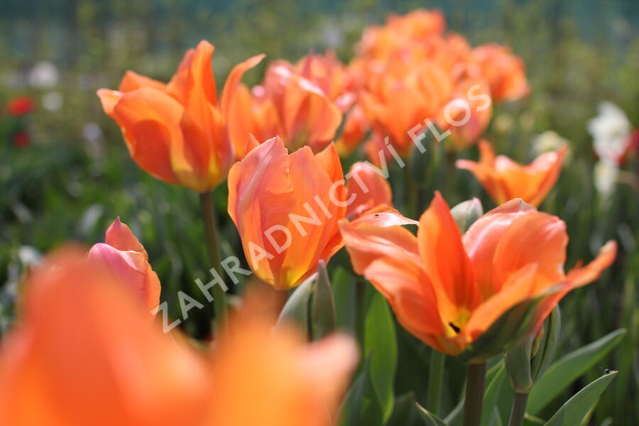 Tulipán Fosterův 'Orange Emperor' - Tulipa Fosteriana 'Orange Emperor'
